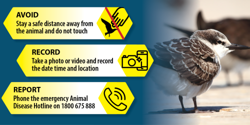 cPublic safety graphic about avian disease showing three steps: “Avoid – Stay a safe distance away from the animal and do not touch” (with a crossed-out hand touching a bird icon); “Record – Take a photo or video and record the date, time and location” (camera and phone icons); and “Report – Phone the emergency Animal Disease Hotline on 1800 675 888” (phone icon). On the right, a close-up photo of a brown-and-white bird standing on a surface with a blurred background.
