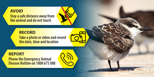 Infographic showing three steps for reporting suspected bird flu. On the left, yellow panels with icons state: “Avoid – Stay a safe distance away from the animal and do not touch”; “Record – Take a photo or video and record the date, time and location”; and “Report – Phone the Emergency Animal Disease Hotline on 1800 675 888.” On the right, a close-up photograph of a brown and white shorebird standing on a beach, with blurred birds in the background.