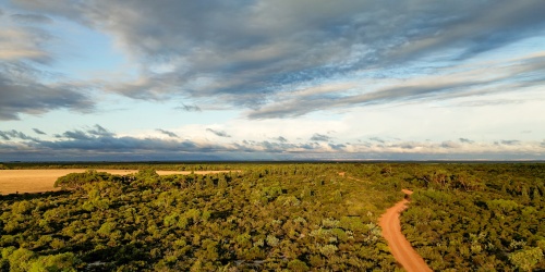 A wide aerial view of a rural landscape with a winding red dirt road cutting through dense green shrubland. To the left, a patch of golden farmland contrasts with the surrounding vegetation. The horizon stretches flat beneath a partly cloudy sky, with soft, diffused sunlight illuminating the scene.