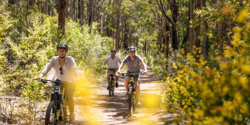People cycling through the forest