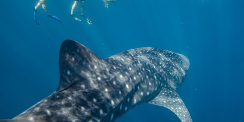 A whale shark and divers