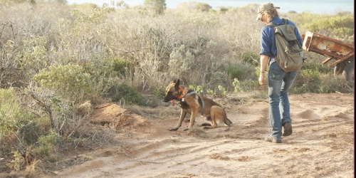 A feral cat detection dog on Dirk Hartog Island. Photo by DBCA