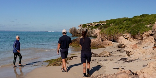 Three people walking along a sandy beach beside clear blue water and rocky coastal cliffs, approaching a large seal resting on the shoreline.