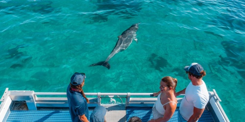 People looking at dolphins from a boat