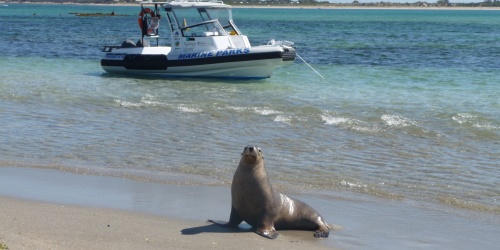Sea lion resting on a sandy beach with a Marine Parks patrol boat anchored in shallow, clear water nearby.