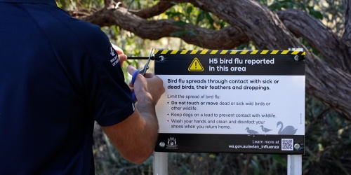 Person installing an “H5 bird flu reported in this area” warning sign in a bush setting, outlining precautions to avoid contact with sick or dead wildlife.