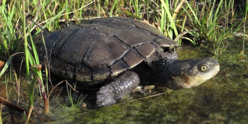 Close up of a western swamp tortoise