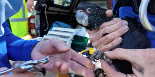 Close-up of a forest red-tailed black cockatoo being carefully handled by researchers. One person holds the bird securely while another attaches a metal identification band to its leg.