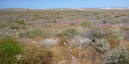 Looking south towards Tetradon Loop in spring 2015 after good rains and a number of years with few goats or sheep.