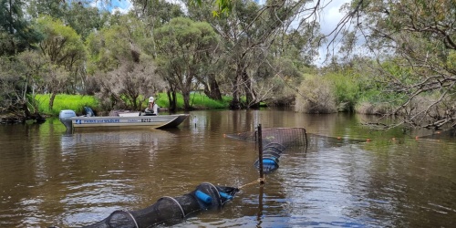 A river setting with a scientist recording information on a boat next to a fyke net