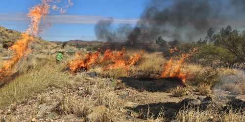 Low Flames move through dry grass and low shrubs during a prescribed burn in a rocky bushland landscape. A fire crew member in protective clothing is visible in the background monitoring the burn, while smoke rises into a clear blue sky.
