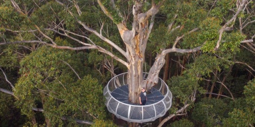 A drone shot of a small steel platform surrounding the canopy of a tall karri tree
