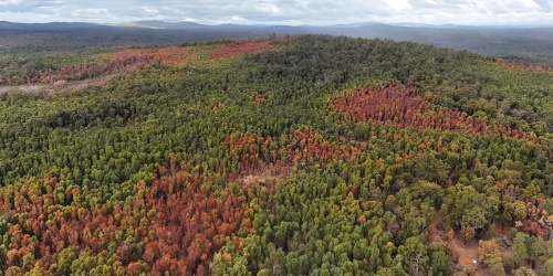 Patchy die-off of jarrah forest from the 2023-24 heatwave and drought event experience in south-west WA.