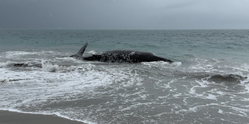 A humpback whale stranded in Shoalwater Islands Marine Park, Port Kennedy. Photo - DBCA