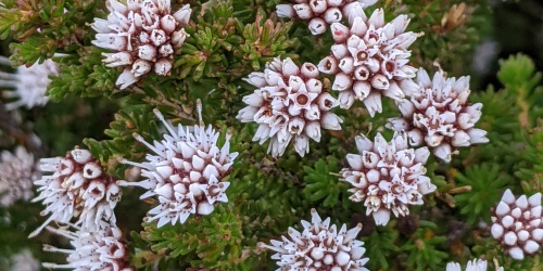  Darwinia diosmoides, Fitzgerald River National Park. Photo – DBCA/Megan Dilly