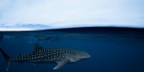 Whale Shark. Photo - Oashy Photo Onboard Ningaloo Discovery