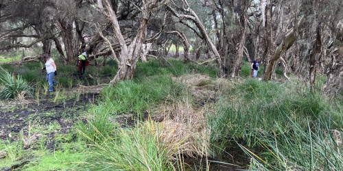 Three people working in a wetland among paperbark trees, reeds and shallow water.