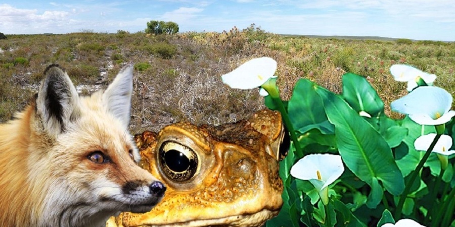 Close up of a fox, cane toad and arum lily plant with a dieback infested landscape in the background