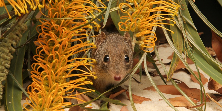 Dibbler. Photo: Perth Zoo