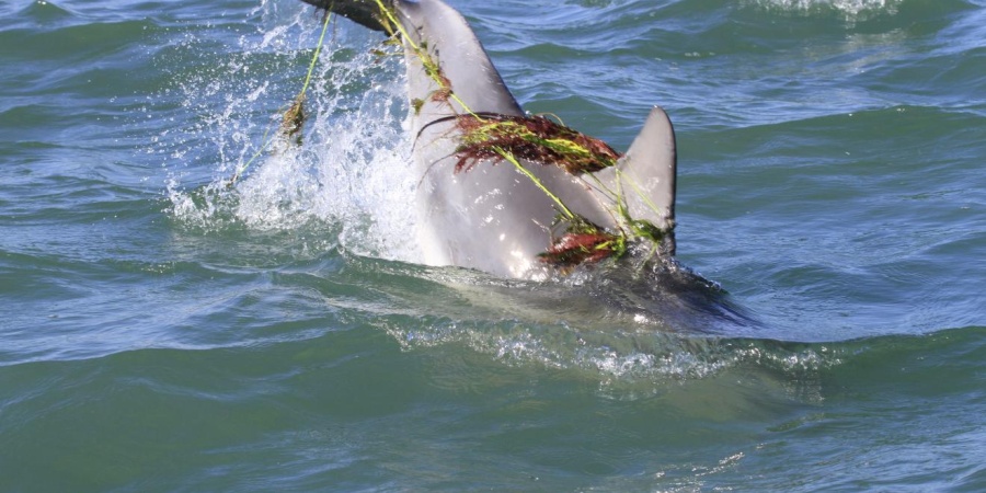 Entangled dolphin