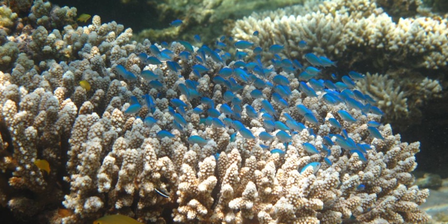 Ningaloo reef is abundant in marine life. Photo: DBCA