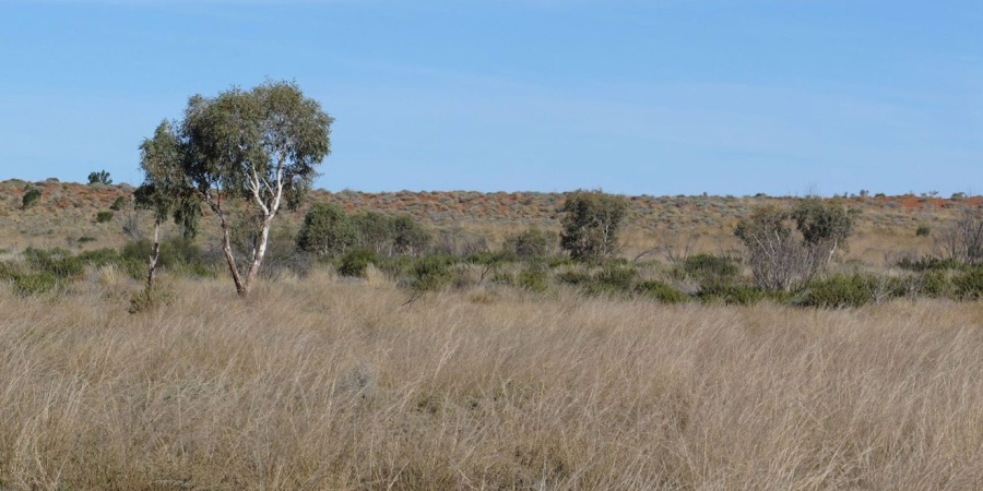 Gibson Desert Nature Reserve. Photo - Wikimedia