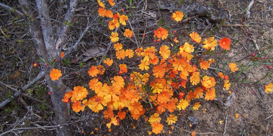 Orange Stars. Photo: DBCA