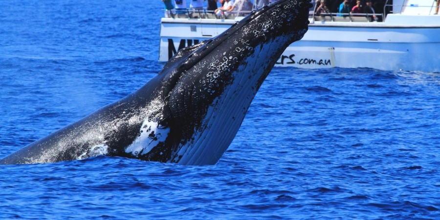 Humpback whale