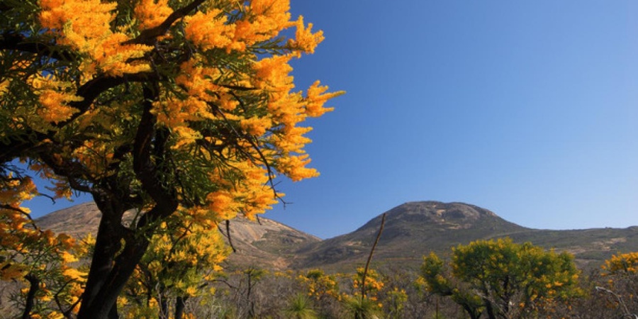 Nuytsia floribunda. Photo- Tourism WA