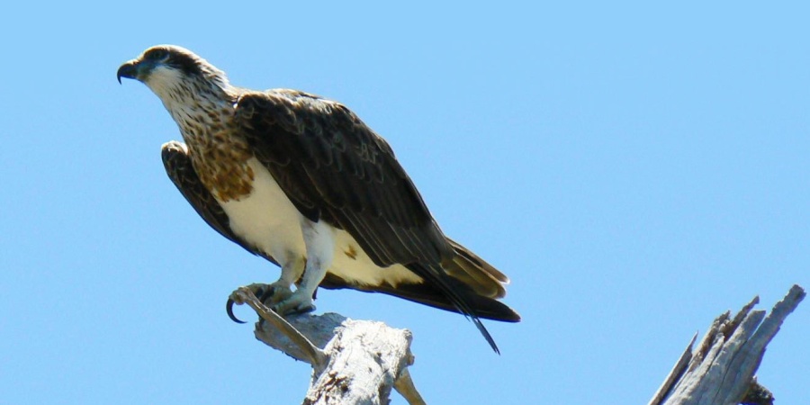 Ospreys have a new nest at Point Waylen. Photo: DBCA