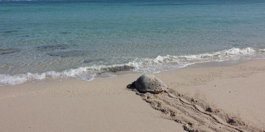 Rosemary Island Turtle Monitoring Program