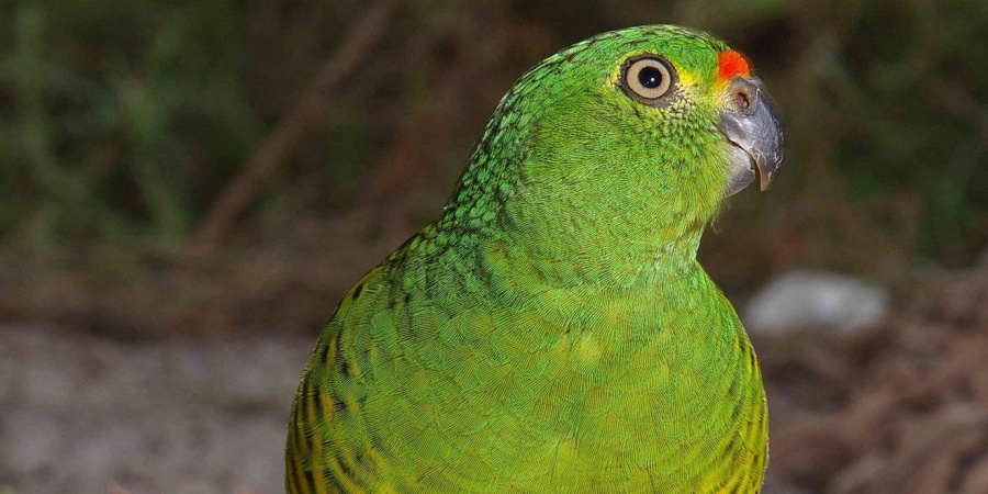 Western ground parrot (©2019 Alan Danks)