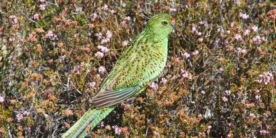 Western ground parrot. Photo: B Barrett, DBCA
