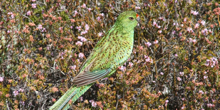 Western ground parrot. Photo: B Barrett, DBCA