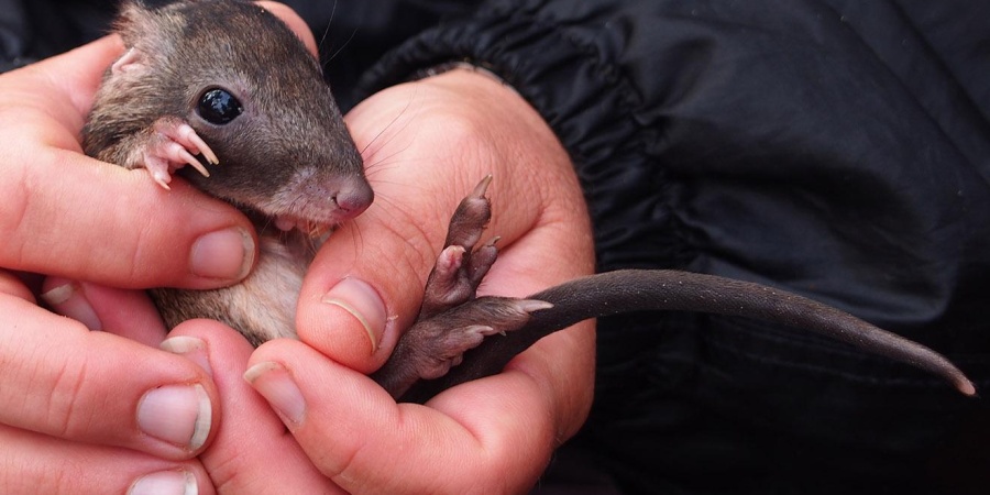 Undertaking biological surveys to gain greater knowledge about the biodiversity of Western Australia.