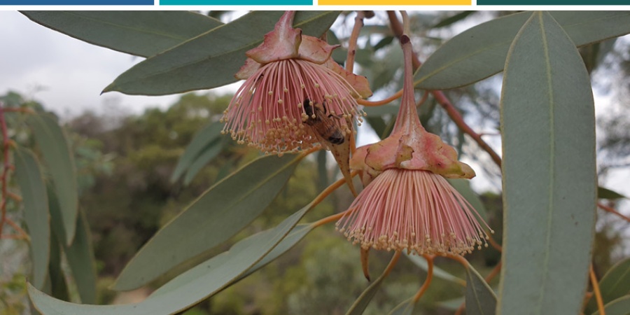 Eucalyptus alatissima. Photo – Karla Forrest
