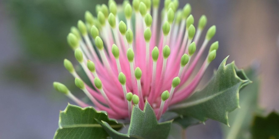 Banksia cuneata. Photo by Andrew Crawford/DBCA