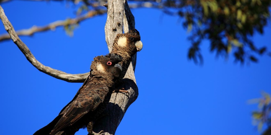 Pair of Cockatoos sitting on a tree branch