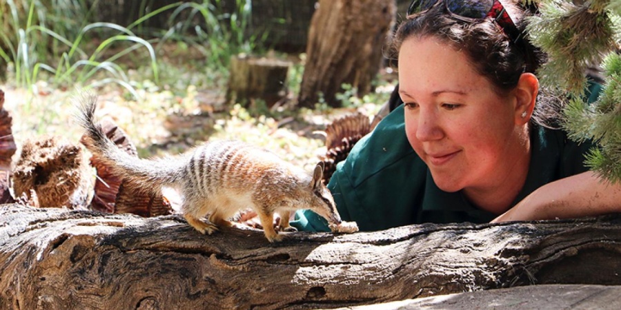 Numbat keeper at Perth Zoo