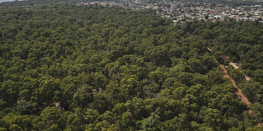 View towards Bunbury over the tuart forest. Photo by Shem Bisluk/DBCA