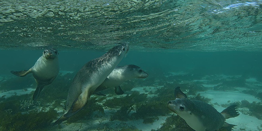 Australian sea lions swimming underwater