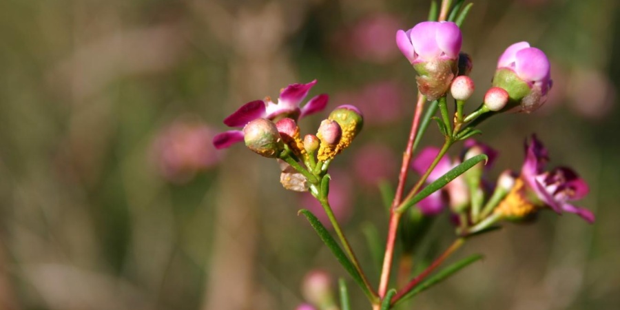 Myrtle rust yellow spores on Geraldton wax flowers. Photo by Geoff Pegg