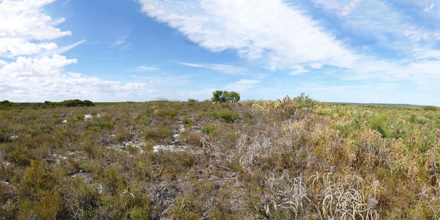 Photo of area affected by Phytophthora Dieback