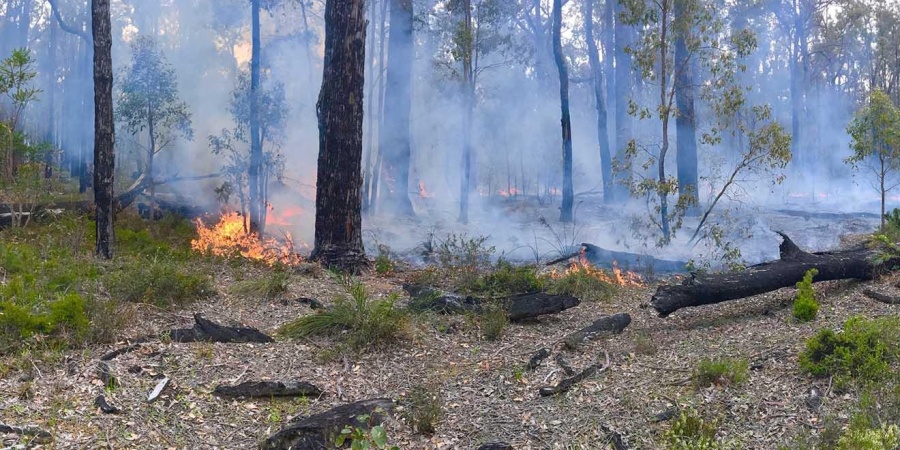 Prescribed burn at Noggerup. Photo by Ed Hatherley DBCA