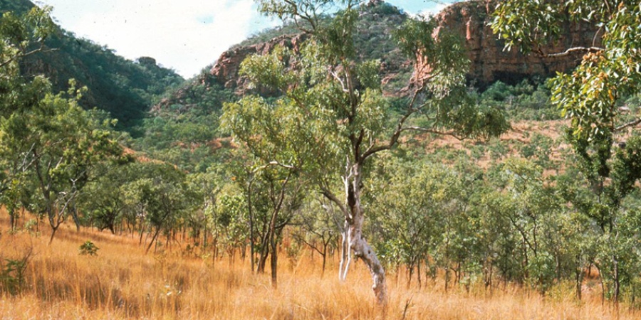 Tropical savanna on the footslopes of the King Leopold Ranges