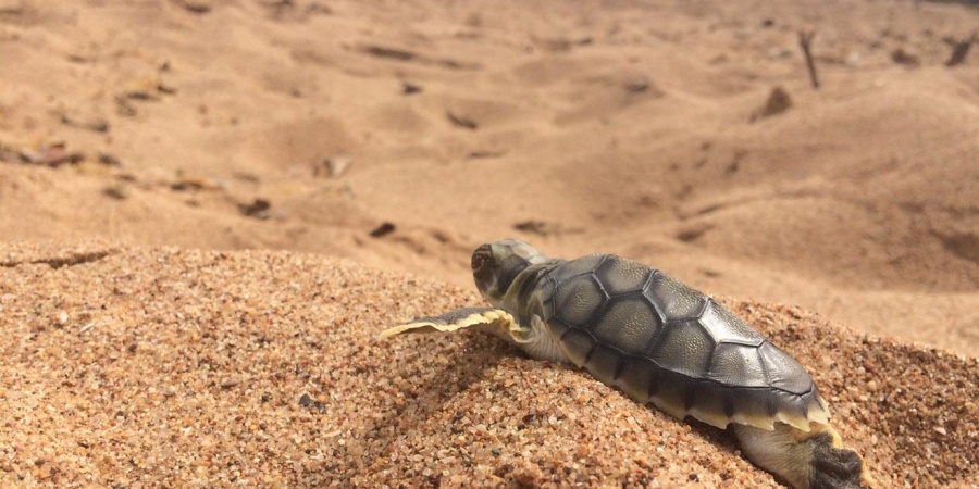 Flatback turtle hatchling