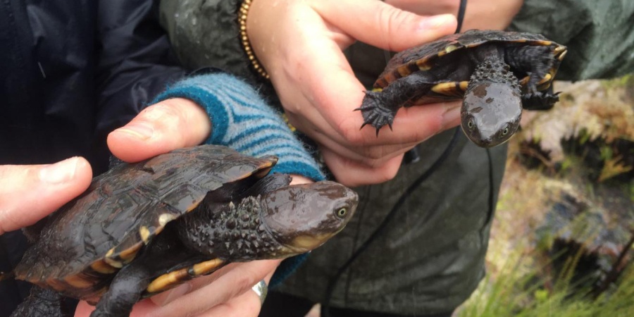 Two western swamp tortoises