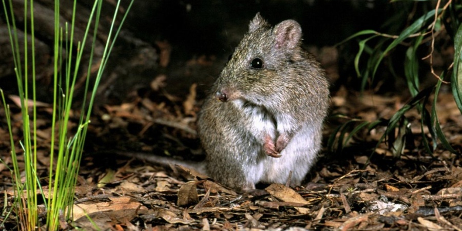 Gilbert's potoroo. Photo: Dick Walker - Gilbert's Potoroo Action Group