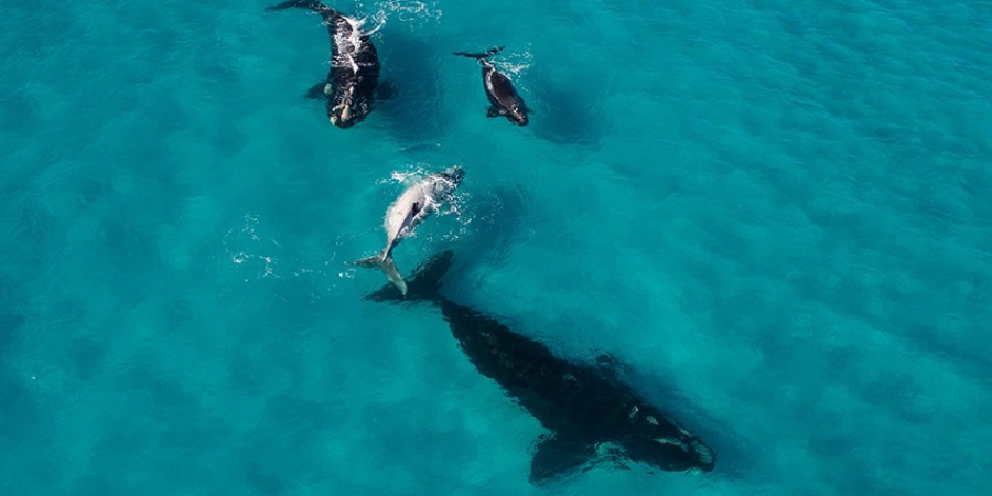 Southern right whales at Point Ann, Fitzgerald River National Park. Photo by Peter Nicholas/DBCA