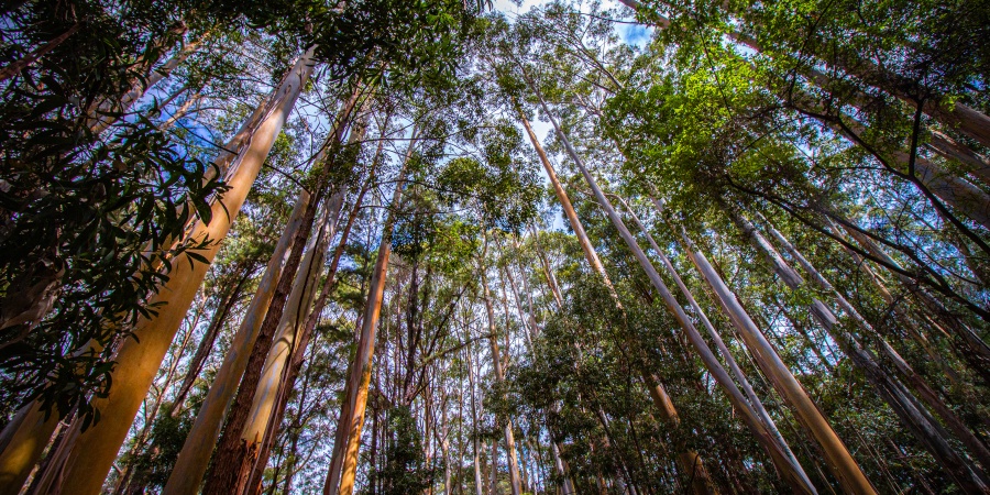 Karri Forest  Warren National Park, Pemberton. Photo DBCA